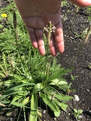 Plantago lanceolata