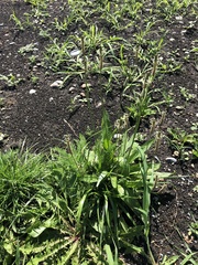 Plantago lanceolata