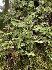 Hymenophyllum cupressiforme