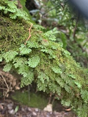 Hymenophyllum cupressiforme