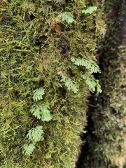 Hymenophyllum cupressiforme