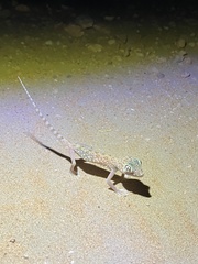 Stenodactylus doriae