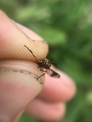 Chrysops univittatus