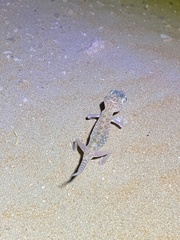 Stenodactylus doriae