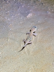 Stenodactylus doriae