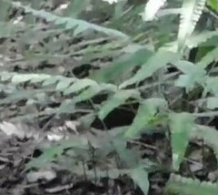 Arborophila javanica