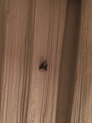 Platynota exasperatana