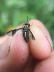Chrysops univittatus