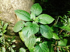 Paraphlomis javanica