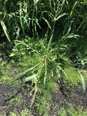 Echinochloa crus-galli