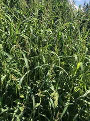 Echinochloa crus-galli