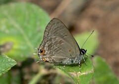 Anthene rubricinctus
