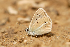 Polyommatus damon