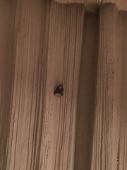 Platynota exasperatana