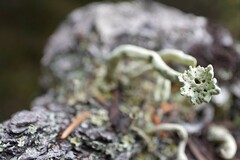 Cladonia sulphurina