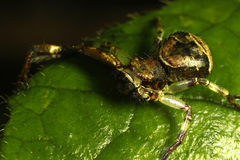 Strigoplus guizhouensis