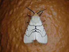 Spilosoma curvilinea