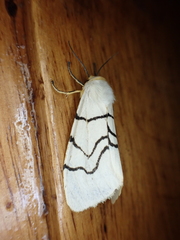 Spilosoma curvilinea