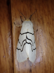 Spilosoma curvilinea