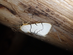 Spilosoma curvilinea