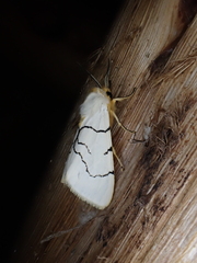 Spilosoma curvilinea