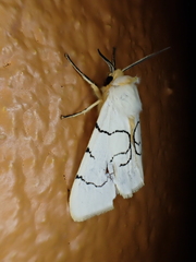 Spilosoma curvilinea