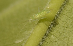 Zanchius breviceps