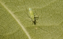 Zanchius breviceps