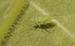 Zanchius breviceps