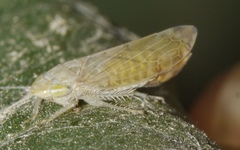 Synophropsis