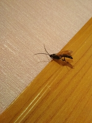 Ichneumonidae