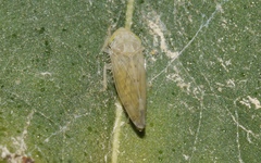 Synophropsis