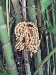 Pinanga coronata
