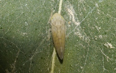 Synophropsis