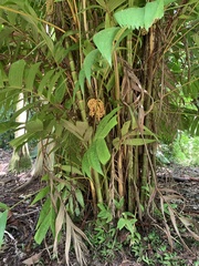 Pinanga coronata