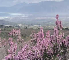 Erica irregularis