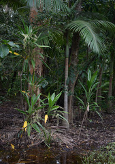 Cordyline manners-suttoniae