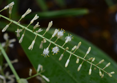 Cordyline manners-suttoniae