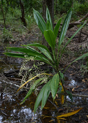 Cordyline manners-suttoniae