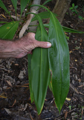 Cordyline manners-suttoniae