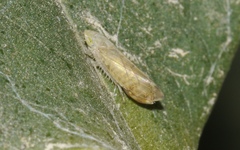 Synophropsis