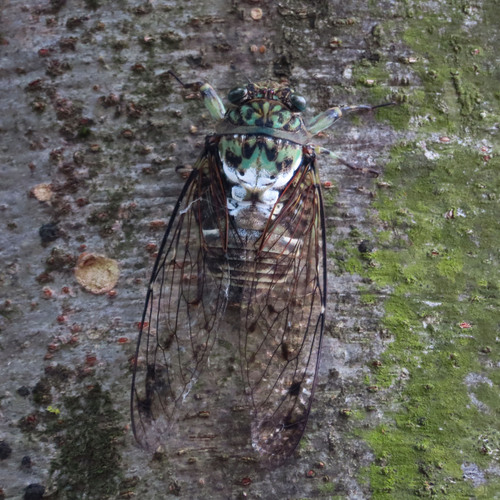 Robust Cicada photo 5