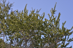 Melaleuca cardiophylla