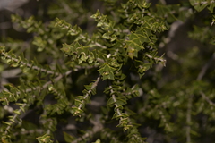 Melaleuca cardiophylla