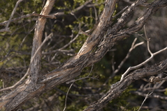 Melaleuca cardiophylla