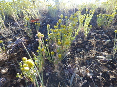 Angianthus tomentosus