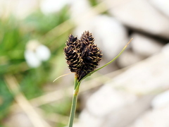 Carex parviflora