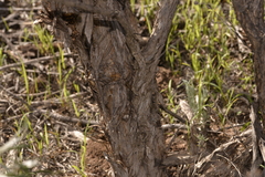 Melaleuca cardiophylla