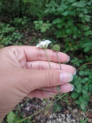 Scabiosa praemontana