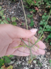 Scabiosa praemontana